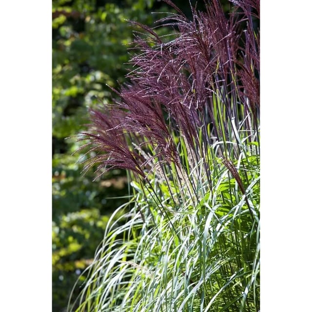 Miscanthus Sinensis Rotfeder Chinaschilf Rotbraune Halme 120–150 cm