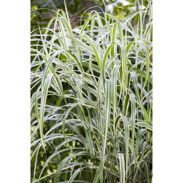 Miscanthus Sinensis Cosmopolitan Chinaschilf Grün-Weiß 3-5 L Container
