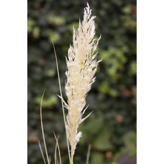 Cortaderia Selloana Comet Pampasgras Silbrig-Weiß 15-20 Liter Container