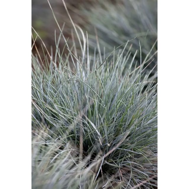 Festuca Cinerea Azurit Blauschwingel Ca. 9x9 cm Topf