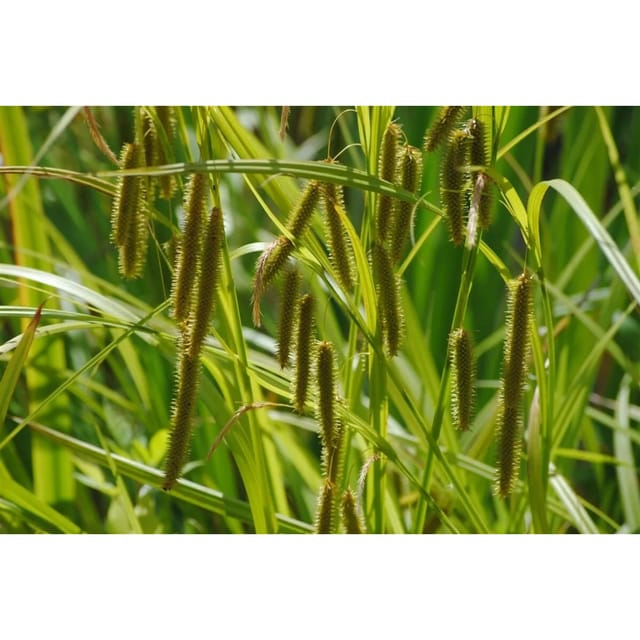 Carex Pseudocyperus Scheinzypergras-Segge Ca. 9x9 cm Topf