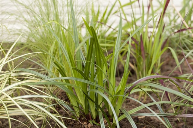 Carex Plantaginea Breitblatt-Segge Ca. 9x9 cm Topf