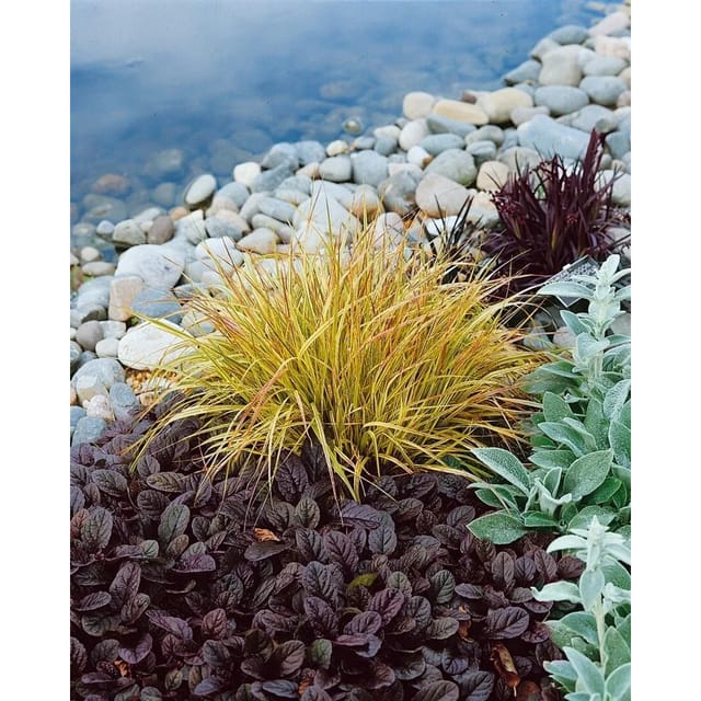 Carex Sylvatica Wald-Segge Ca. 9x9 cm Topf