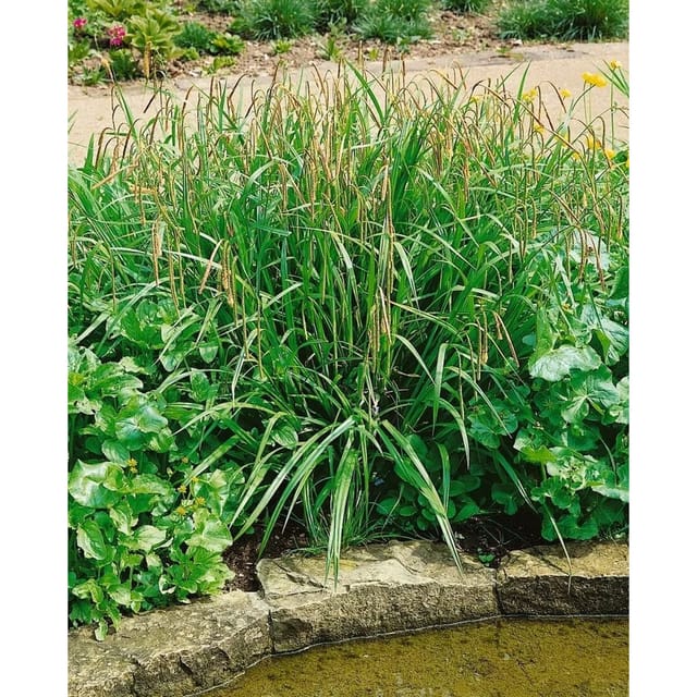 Carex Pendula Hänge-Segge Immergrün 2-3 Liter Container