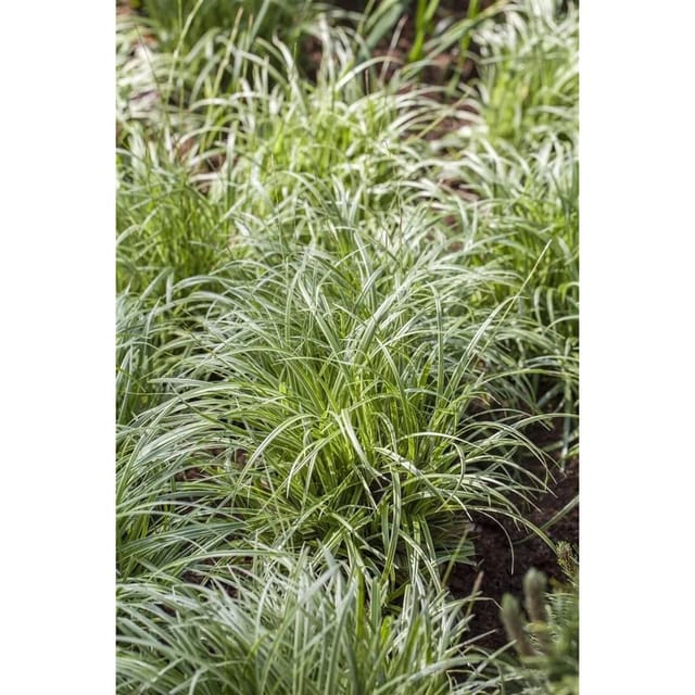 Carex Morrowii Japan-Segge Immergrün Ca. 9x9 cm Topf