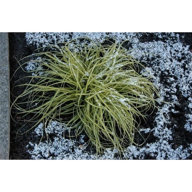 Carex Morrowii Aureovariegata Japan-Segge Gelb-Grün Ca. 9x9 cm Topf