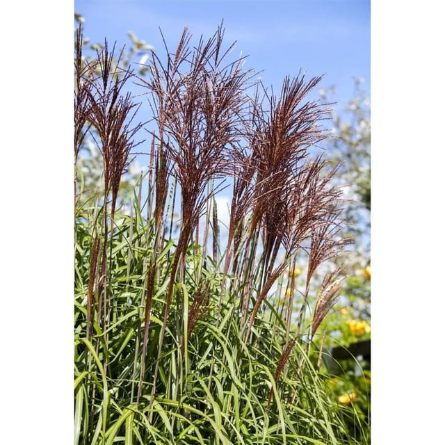 Miscanthus Sinensis Ghana Chinaschilf Rotbraun 3-5 Liter Container
