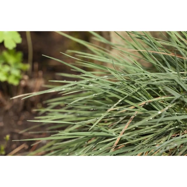 Koeleria Glauca Blaues Schillergras 20–30 cm
