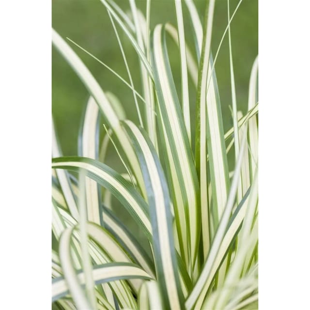 Carex Ornithopoda Variegata Buntlaubig Ca. 9x9 cm Topf