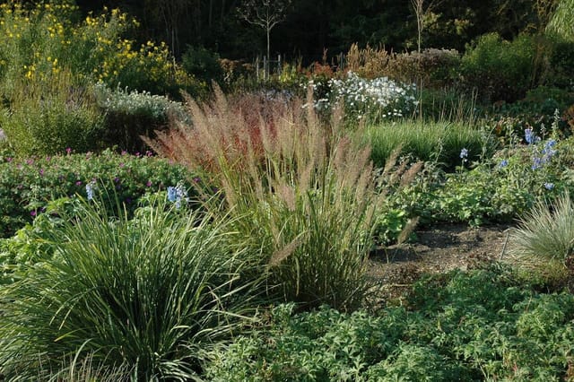 Calamagrostis Brachytricha Diamantgras Ca. 9x9 cm Topf Zierend