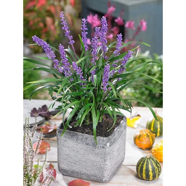 Liriope Muscari Moneymaker Lilientraube Violett 20–40 cm