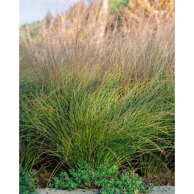 Carex Testacea Prairie Fire Orange-Braun Ca. 9X9 cm Topf