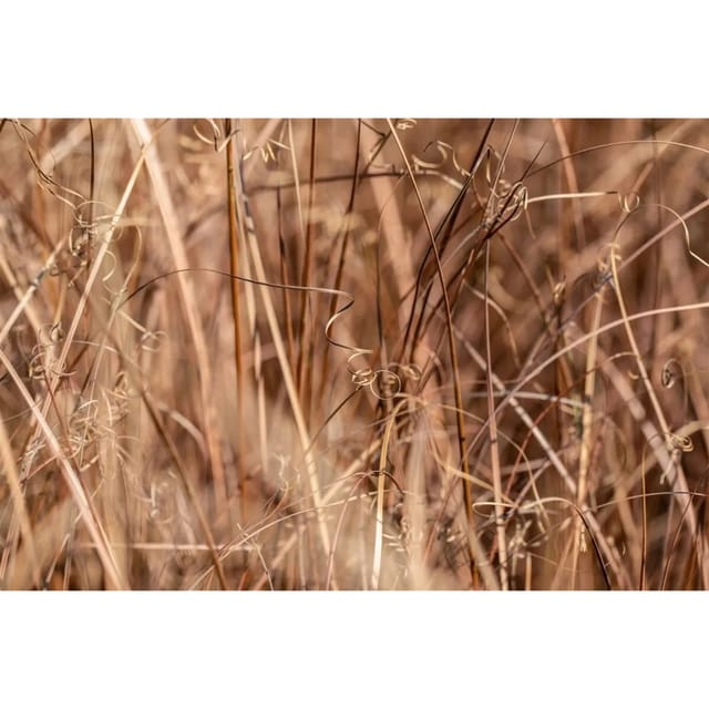 Carex Comans Bronze Ziergras Bronzefarben Ca. 9x9 cm Topf