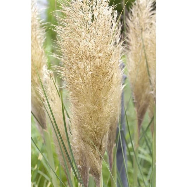Cortaderia Selloana Golden Goblin Pampasgras Goldgrün Ca. 30 L Container