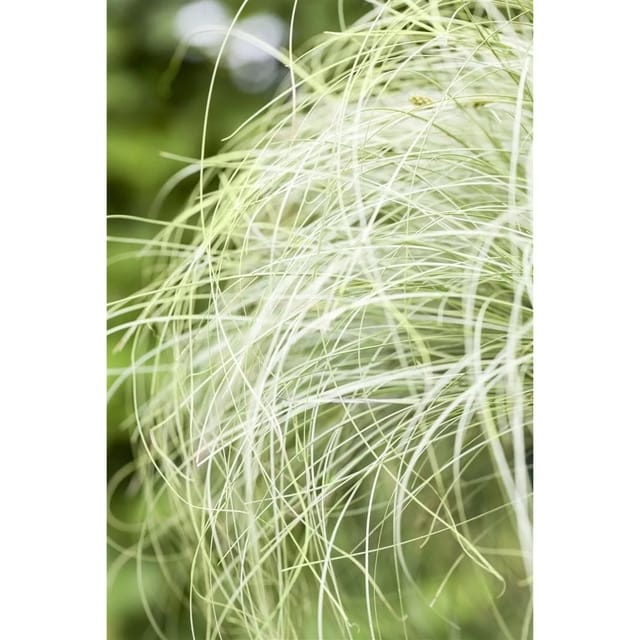 Carex Comans Mint Curls Ziergras Grün 2 Liter Container