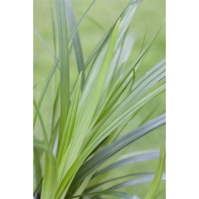 Carex Morrowii Ssp. Foliosiss. Irish Green Ziergras 2 Liter Container
