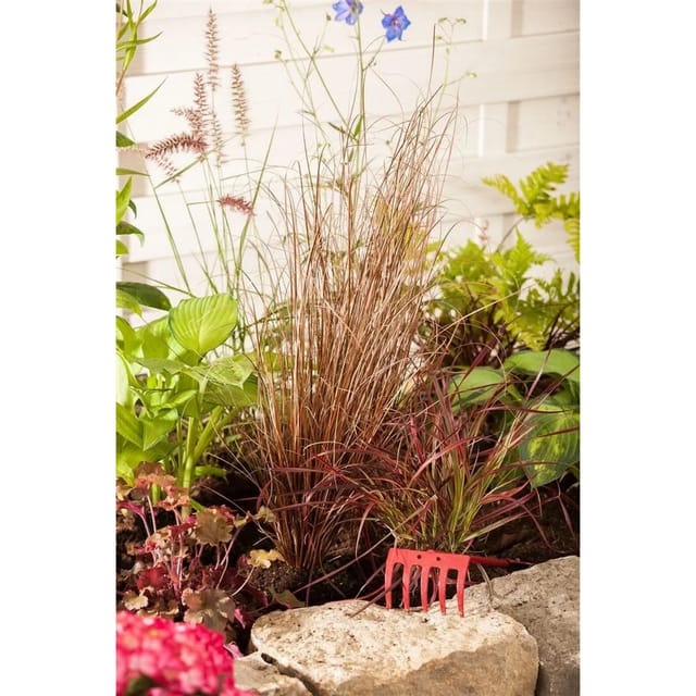 Carex Buchananii Fuchsrote Segge Ca. 2 Liter Container