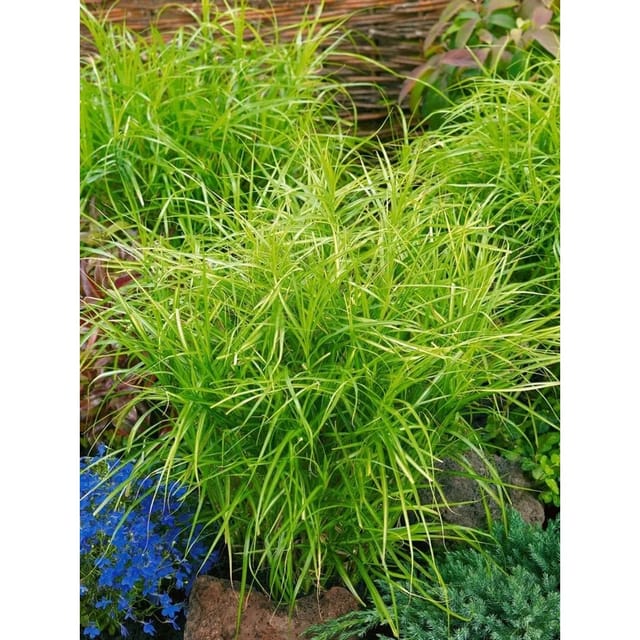 Carex Muskingumensis Silberstreif Palmwedel-Segge 3-5 Liter Container