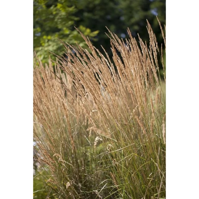 Calamagrostis X Acutiflora Karl Foerster Reitgras 3-5 Liter Container