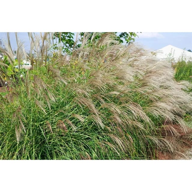Miscanthus Sinensis Little Zebra Ziergras Gestreift 3-5 Liter Container