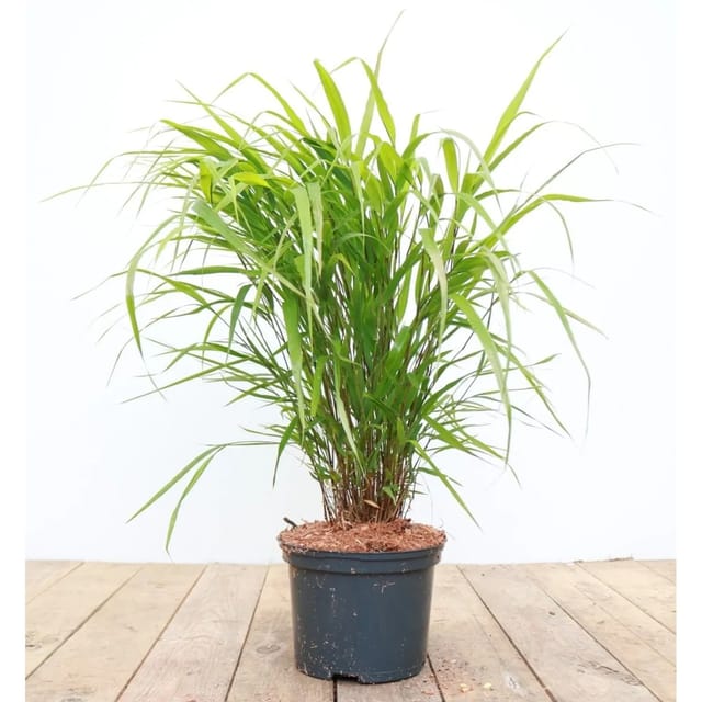 Hakonechloa Macra Japanisches Waldgras Ca. 2 Liter Container