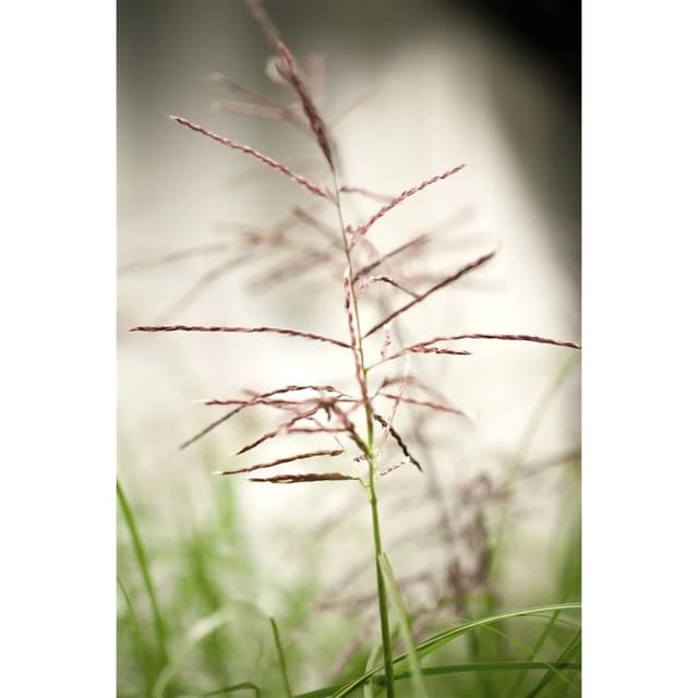 Miscanthus Sinensis Ferner Osten Chinaschilf 3-5 Liter Container