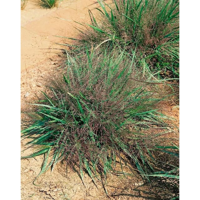 Eragrostis Spectabilis Purple Love Purpur-Liebesgras Ca. 2-3 L Container