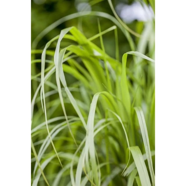 Calamagrostis Brachytricha Diamantgras 3-5 Liter Container