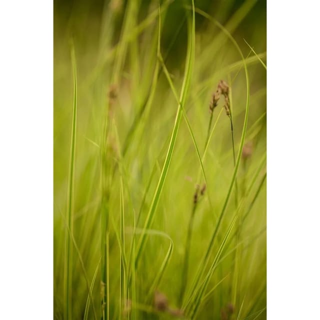 Carex Brunnea Honeymoon Ziergras 2 Liter Container