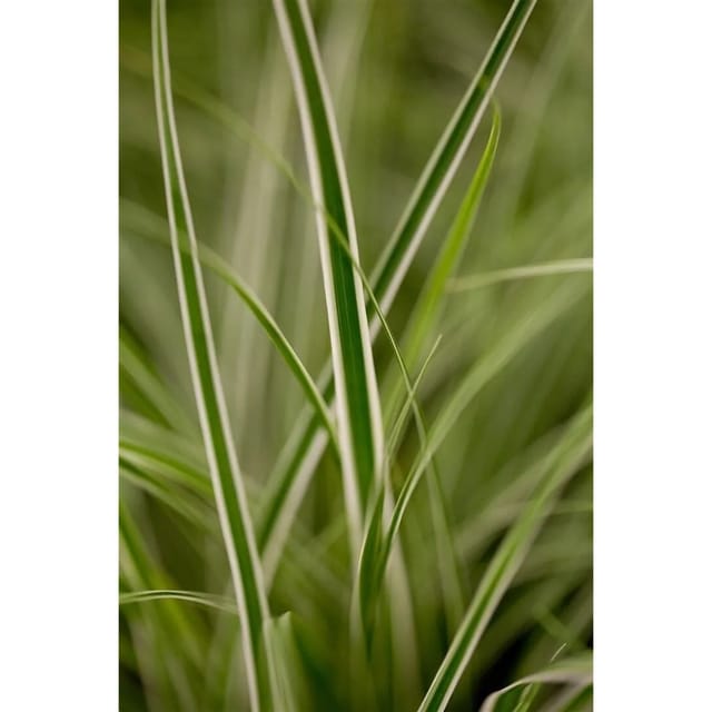 Carex Oshimensis Everest Japan-Segge Grün-Weiß 2 Liter Container