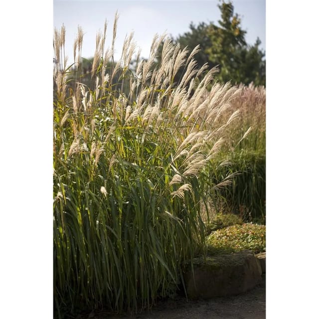 Miscanthus Sinensis Adagio Chinaschilf Kompakt 3-5 Liter Container