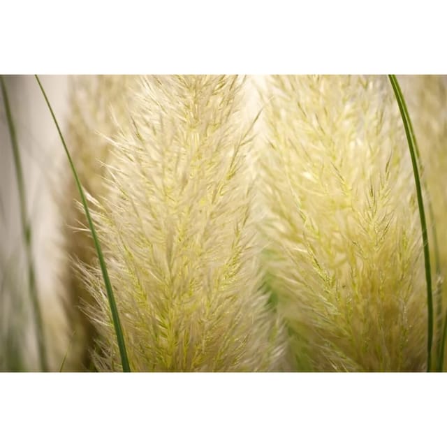 Cortaderia Selloana Senior Pampasgras Silbrig-Weiß 3-5 Liter Container