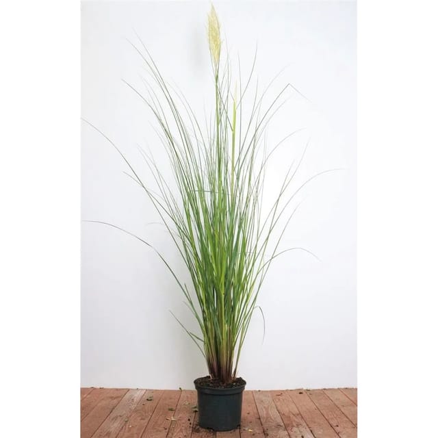 Cortaderia Selloana Citaro Pampasgras Silbrig 3-5 Liter Container