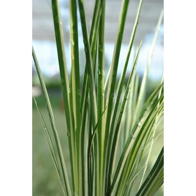 Acorus Gramineus Variegatus Kalmus Grün-Weiß 2 Liter Container