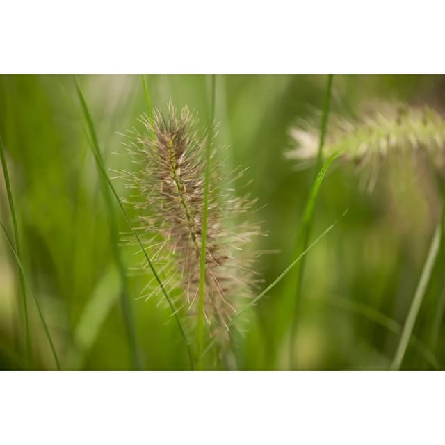 Pennisetum Alopecuroides Little Bunny Lampenputzergras Ca. 13 cm Topf