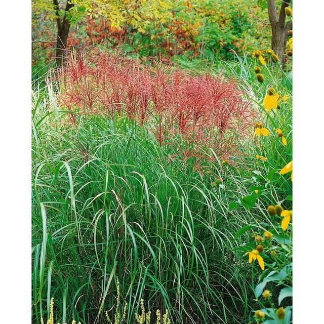 Miscanthus Sinensis Sirene Chinaschilf 15-20 Liter Container