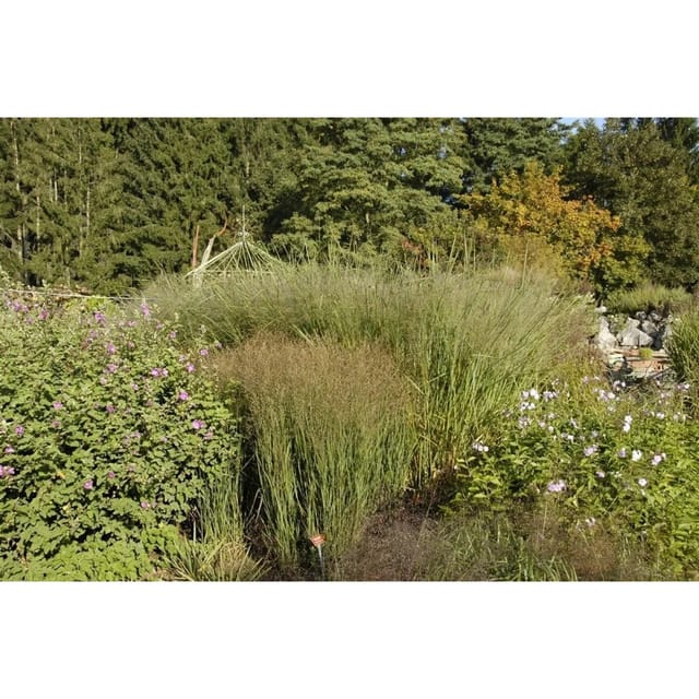 Panicum Virgatum Cloud Nine Rutenhirse Blaugrün 3-5 Liter Container