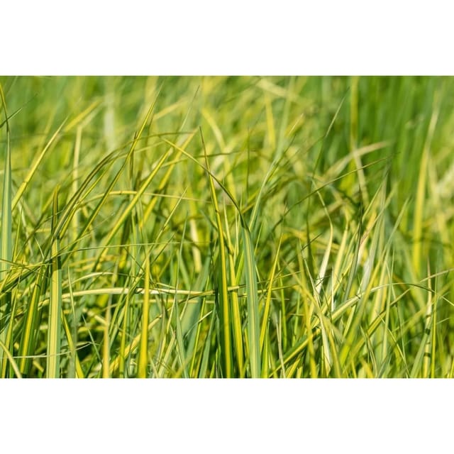 Calamagrostis X Acutiflora England Reitgras 3-5 Liter Container