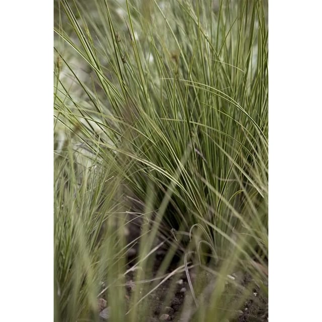 Carex Brunnea Jenneke Ziergras Immergrün 2 Liter Container