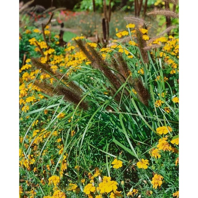 Pennisetum Alopecuroides Red Head Lampenputzergras Rot 3-5 L Container