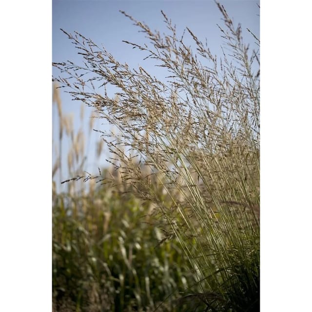 Molinia Arundinacea Windspiel Pfeifengras 3-5 Liter Container