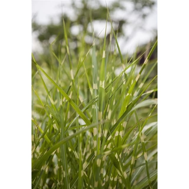 Miscanthus Sinensis Zebrinus Zebragras Gestreift 10-15 Liter Container