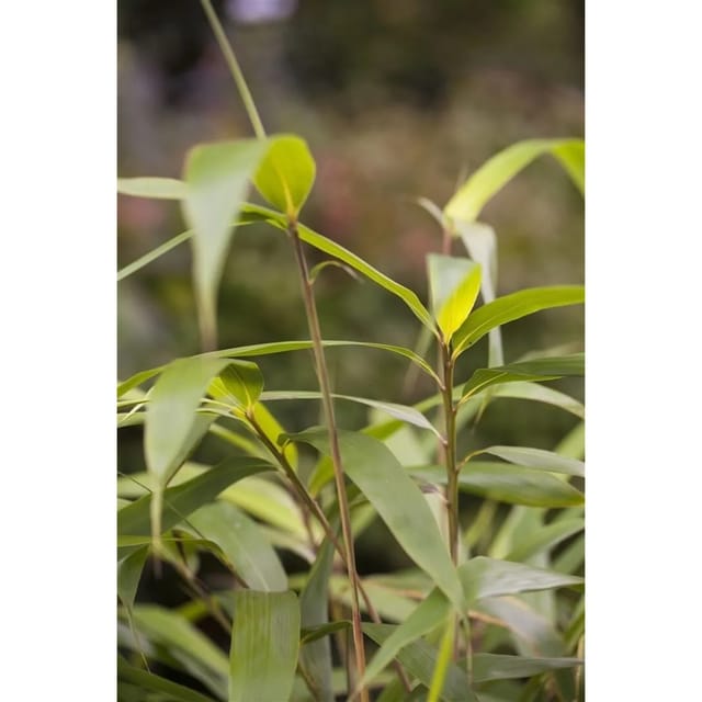 Pseudosasa Japonica Japanischer Pfeilbambus 150–175 cm