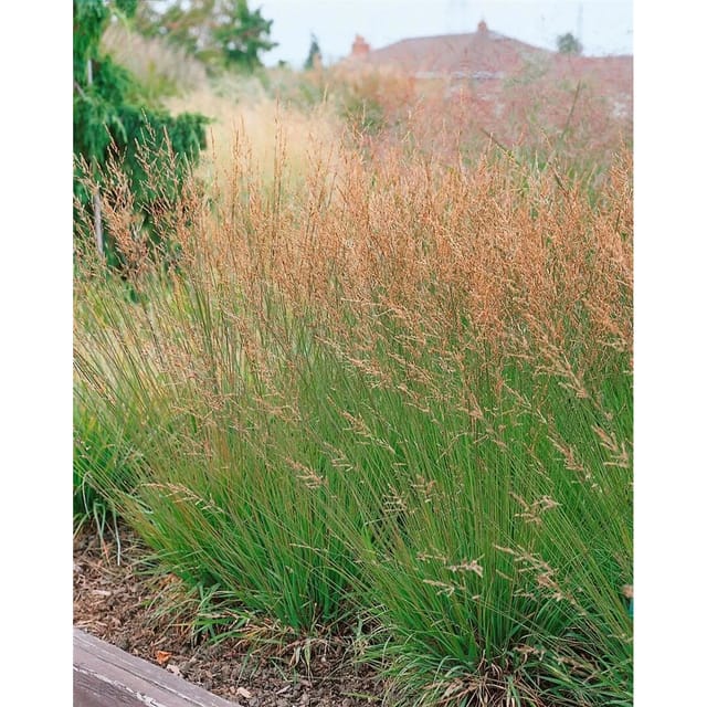 Molinia Caerulea Heidezwerg Moorgras Kompakt 3-5 Liter Container