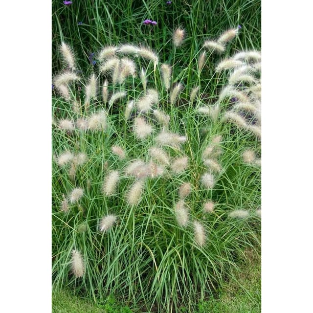 Pennisetum Alopecuroides Herbstfreude Lampenputzergras 7,5-10 L Container