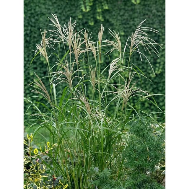Miscanthus Sinensis Silberfeder Chinaschilf 3-5 Liter Container