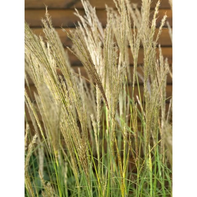 Miscanthus Sinensis Yakushima Dwarf Chinaschilf Kompakt 3-5 L Container