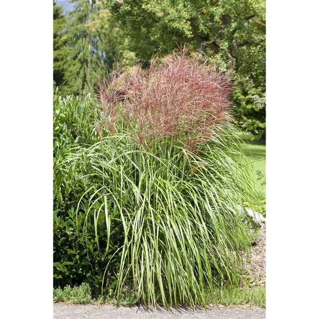 Miscanthus Sinensis Große Fontäne Chinaschilf 3-5 Liter Container