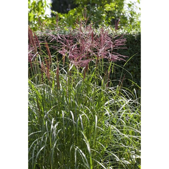 Miscanthus Sinensis Nippon Chinaschilf 3-5 Liter Container