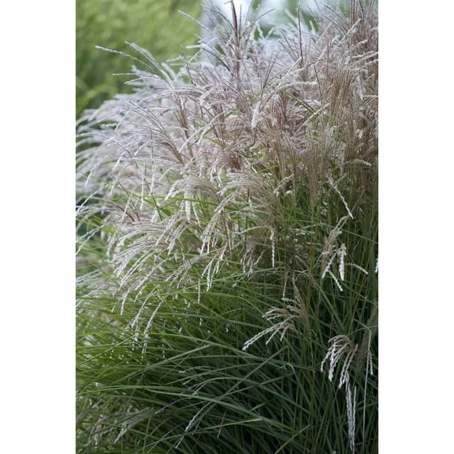 Miscanthus Sinensis Federweißer Chinaschilf Weiß 3-5 Liter Container